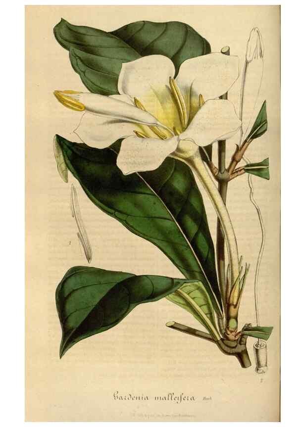 Reproducción/Reproduction 49491838043: Flore des serres et des jardins de l'Europe. A Gand :chez Louis van Houtte, eÌditeur,1845-1880.. 