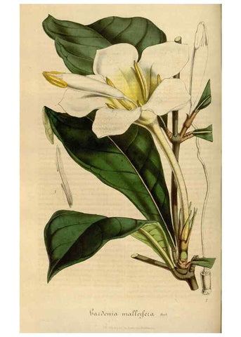 Reproducción/Reproduction 49491838043: Flore des serres et des jardins de l'Europe. A Gand :chez Louis van Houtte, eÌditeur,1845-1880.. 