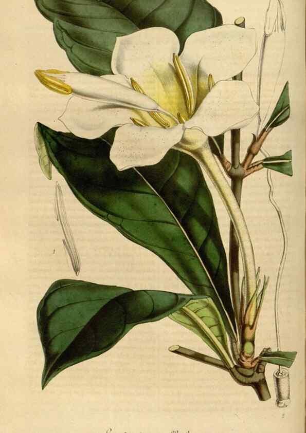 Reproducción/Reproduction 49491838043: Flore des serres et des jardins de l'Europe. A Gand :chez Louis van Houtte, eÌditeur,1845-1880.. 
