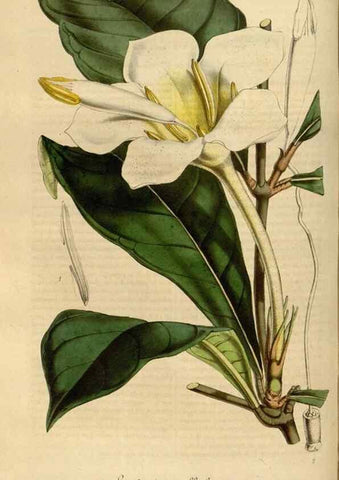 Reproducción/Reproduction 49491838043: Flore des serres et des jardins de l'Europe. A Gand :chez Louis van Houtte, eÌditeur,1845-1880.. 