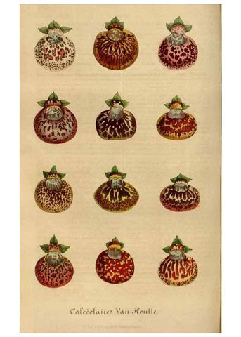 Reproducción/Reproduction 49491838388: Flore des serres et des jardins de l'Europe. A Gand :chez Louis van Houtte, eÌditeur,1845-1880.. 
