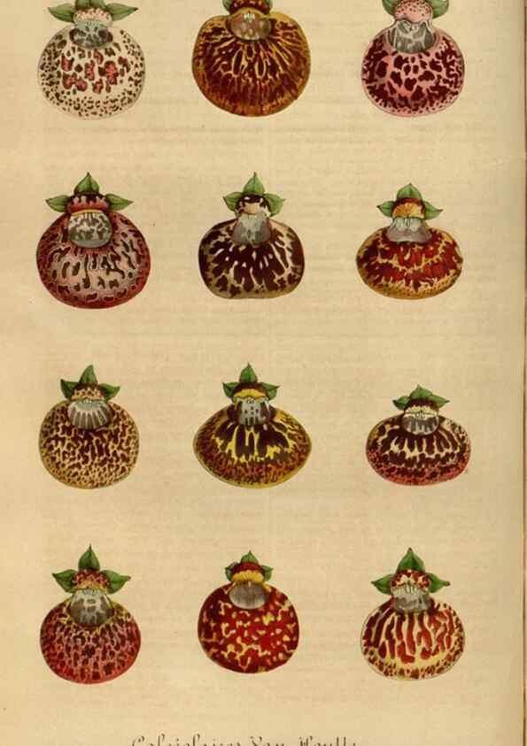 Reproducción/Reproduction 49491838388: Flore des serres et des jardins de l'Europe. A Gand :chez Louis van Houtte, eÌditeur,1845-1880.. 