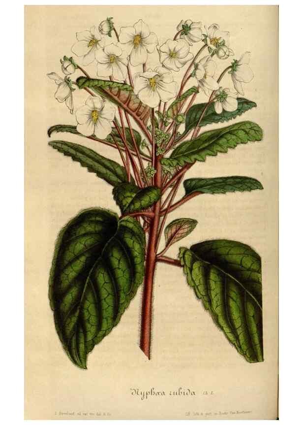 Reproducción/Reproduction 49492340586: Flore des serres et des jardins de l'Europe. A Gand :chez Louis van Houtte, eÌditeur,1845-1880.. 