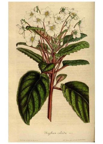 Reproducción/Reproduction 49492340586: Flore des serres et des jardins de l'Europe. A Gand :chez Louis van Houtte, eÌditeur,1845-1880.. 