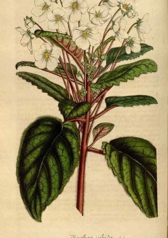 Reproducción/Reproduction 49492340586: Flore des serres et des jardins de l'Europe. A Gand :chez Louis van Houtte, eÌditeur,1845-1880.. 