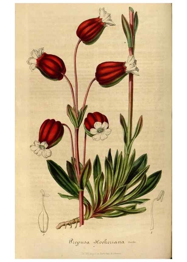 Reproducción/Reproduction 49492549952: Flore des serres et des jardins de l'Europe. A Gand :chez Louis van Houtte, eÌditeur,1845-1880.. 