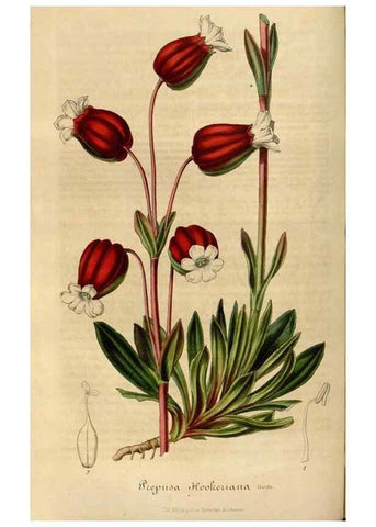 Reproducción/Reproduction 49492549952: Flore des serres et des jardins de l'Europe. A Gand :chez Louis van Houtte, eÌditeur,1845-1880.. 