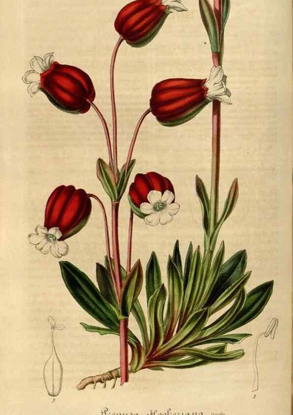 Reproducción/Reproduction 49492549952: Flore des serres et des jardins de l'Europe. A Gand :chez Louis van Houtte, eÌditeur,1845-1880.. 