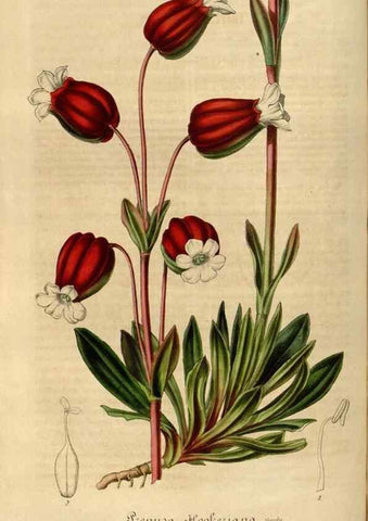 Reproducción/Reproduction 49492549952: Flore des serres et des jardins de l'Europe. A Gand :chez Louis van Houtte, eÌditeur,1845-1880.. 