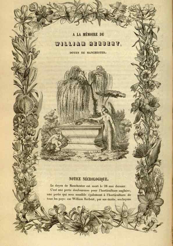 Reproducción/Reproduction 49492550227: Flore des serres et des jardins de l'Europe. A Gand :chez Louis van Houtte, eÌditeur,1845-1880.. 