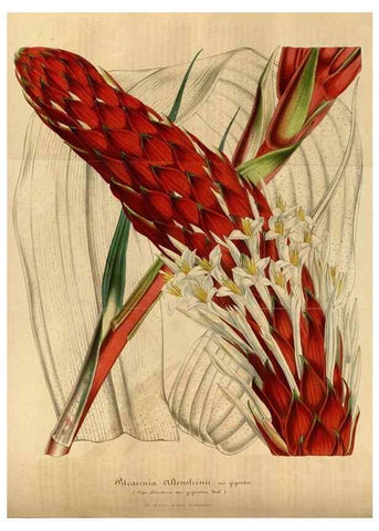 Reproducción/Reproduction 49491839653: Flore des serres et des jardins de l'Europe. A Gand :chez Louis van Houtte, eÌditeur,1845-1880.. 