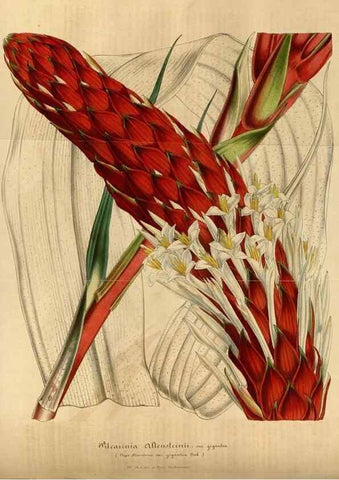 Reproducción/Reproduction 49491839653: Flore des serres et des jardins de l'Europe. A Gand :chez Louis van Houtte, eÌditeur,1845-1880.. 