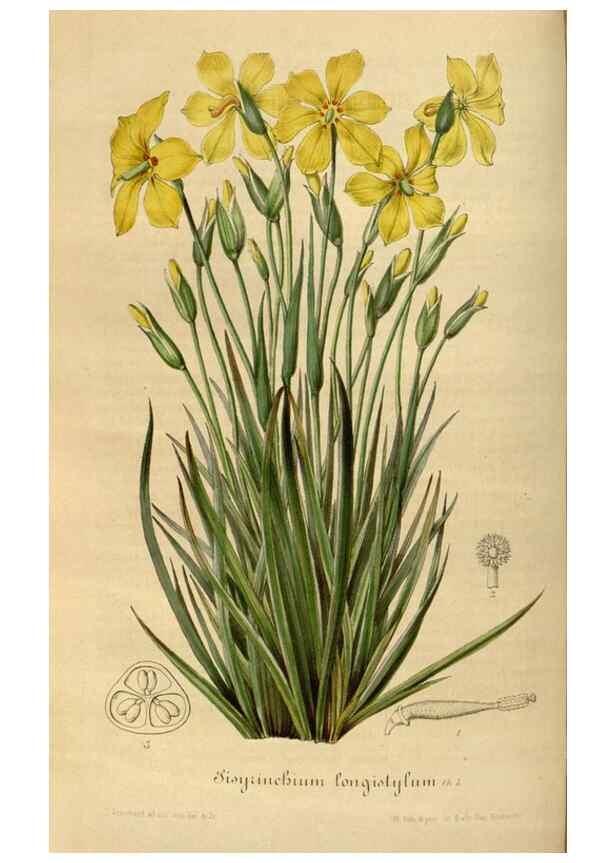 Reproducción/Reproduction 49492341816: Flore des serres et des jardins de l'Europe. A Gand :chez Louis van Houtte, eÌditeur,1845-1880.. 
