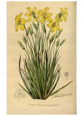 Reproducción/Reproduction 49492341816: Flore des serres et des jardins de l'Europe. A Gand :chez Louis van Houtte, eÌditeur,1845-1880.. 