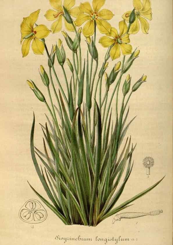 Reproducción/Reproduction 49492341816: Flore des serres et des jardins de l'Europe. A Gand :chez Louis van Houtte, eÌditeur,1845-1880.. 
