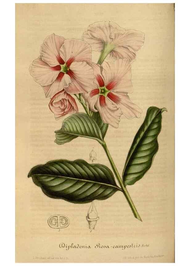 Reproducción/Reproduction 49492551087: Flore des serres et des jardins de l'Europe. A Gand :chez Louis van Houtte, eÌditeur,1845-1880.. 