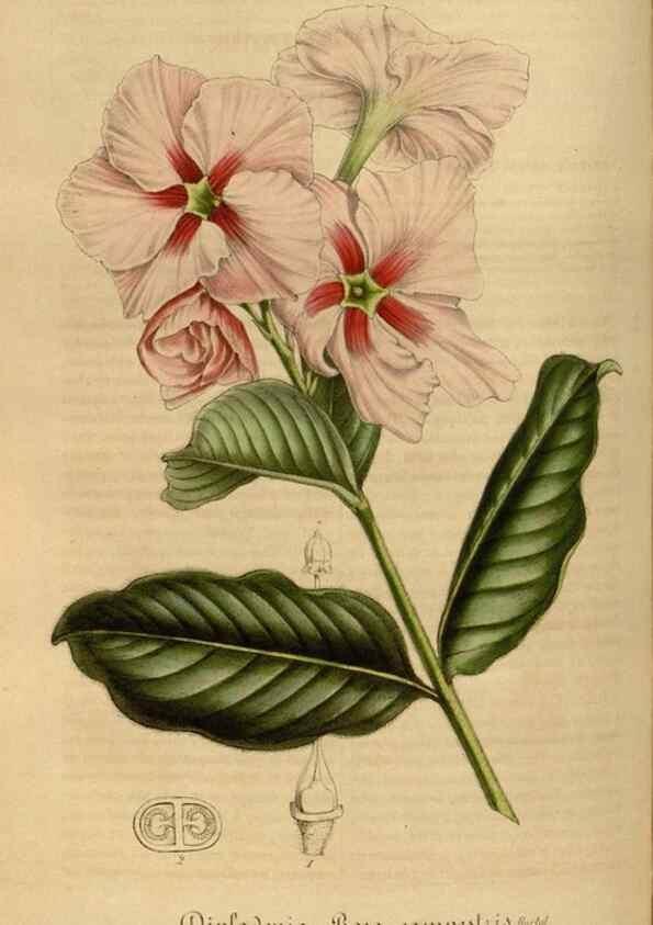 Reproducción/Reproduction 49492551087: Flore des serres et des jardins de l'Europe. A Gand :chez Louis van Houtte, eÌditeur,1845-1880.. 