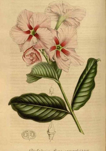 Reproducción/Reproduction 49492551087: Flore des serres et des jardins de l'Europe. A Gand :chez Louis van Houtte, eÌditeur,1845-1880.. 