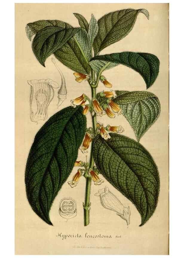 Reproducción/Reproduction 49492551447: Flore des serres et des jardins de l'Europe. A Gand :chez Louis van Houtte, eÌditeur,1845-1880.. 