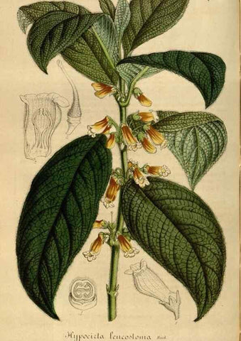 Reproducción/Reproduction 49492551447: Flore des serres et des jardins de l'Europe. A Gand :chez Louis van Houtte, eÌditeur,1845-1880.. 
