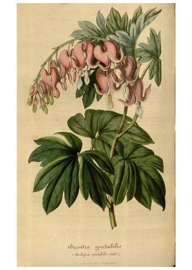 Reproducción/Reproduction 49492342601: Flore des serres et des jardins de l'Europe. A Gand :chez Louis van Houtte, eÌditeur,1845-1880.. 