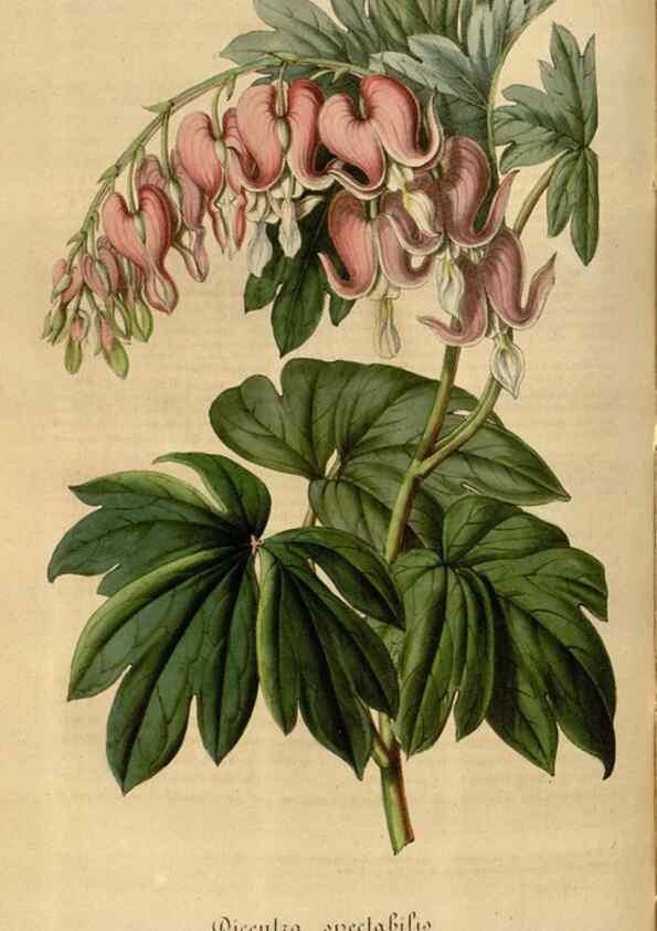 Reproducción/Reproduction 49492342601: Flore des serres et des jardins de l'Europe. A Gand :chez Louis van Houtte, eÌditeur,1845-1880.. 