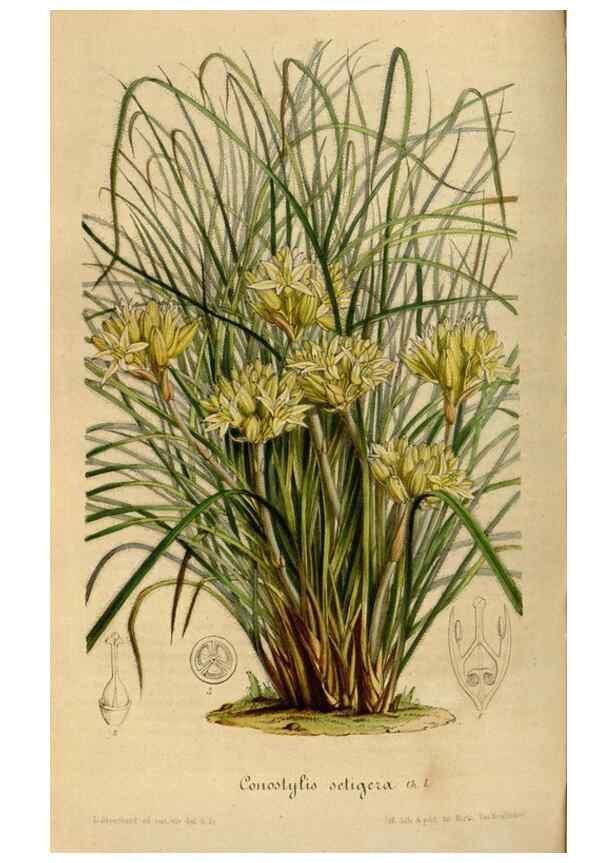 Reproducción/Reproduction 49492342991: Flore des serres et des jardins de l'Europe. A Gand :chez Louis van Houtte, eÌditeur,1845-1880.. 