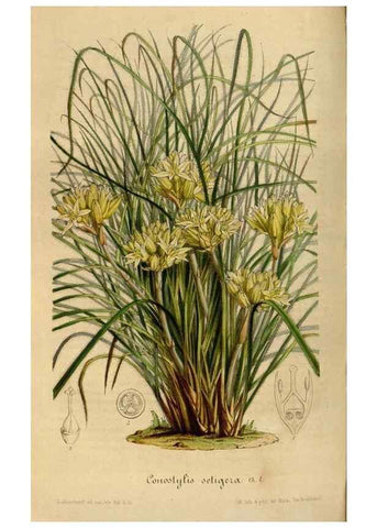 Reproducción/Reproduction 49492342991: Flore des serres et des jardins de l'Europe. A Gand :chez Louis van Houtte, eÌditeur,1845-1880.. 