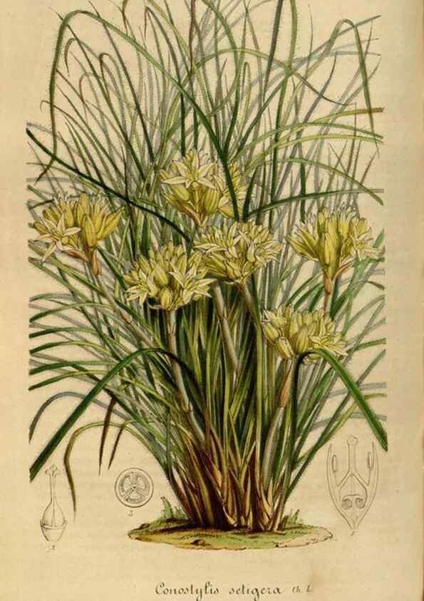 Reproducción/Reproduction 49492342991: Flore des serres et des jardins de l'Europe. A Gand :chez Louis van Houtte, eÌditeur,1845-1880.. 