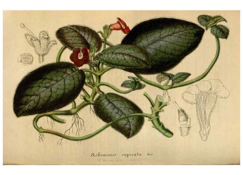 Reproducción/Reproduction 49492343186: Flore des serres et des jardins de l'Europe. A Gand :chez Louis van Houtte, eÌditeur,1845-1880.. 
