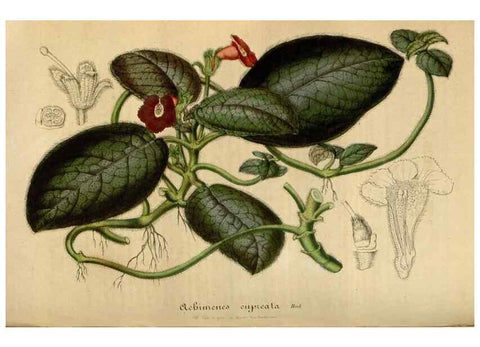 Reproducción/Reproduction 49492343186: Flore des serres et des jardins de l'Europe. A Gand :chez Louis van Houtte, eÌditeur,1845-1880.. 