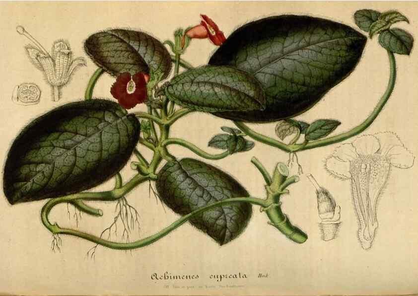 Reproducción/Reproduction 49492343186: Flore des serres et des jardins de l'Europe. A Gand :chez Louis van Houtte, eÌditeur,1845-1880.. 