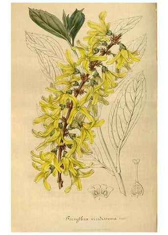 Reproducción/Reproduction 49491841738: Flore des serres et des jardins de l'Europe. A Gand :chez Louis van Houtte, eÌditeur,1845-1880.. 