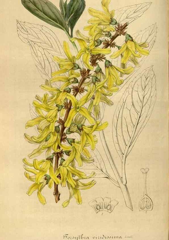 Reproducción/Reproduction 49491841738: Flore des serres et des jardins de l'Europe. A Gand :chez Louis van Houtte, eÌditeur,1845-1880.. 