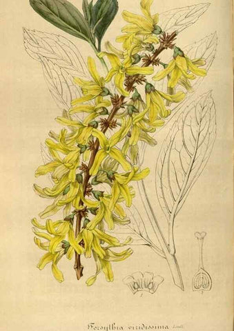 Reproducción/Reproduction 49491841738: Flore des serres et des jardins de l'Europe. A Gand :chez Louis van Houtte, eÌditeur,1845-1880.. 