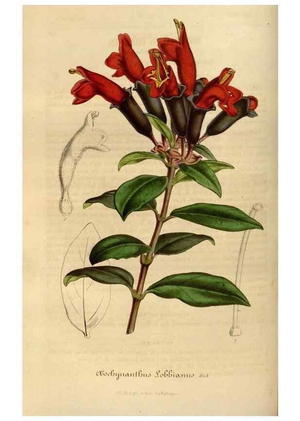 Reproducción/Reproduction 49492338886: Flore des serres et des jardins de l'Europe. A Gand :chez Louis van Houtte, eÌditeur,1845-1880.. 