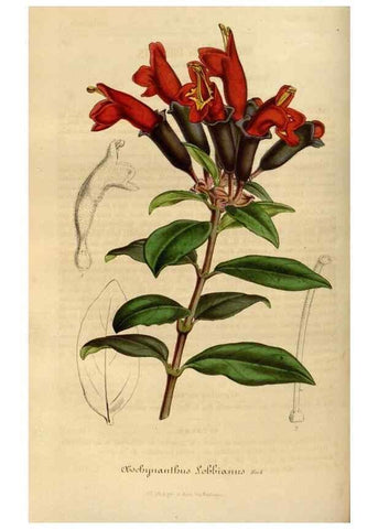 Reproducción/Reproduction 49492338886: Flore des serres et des jardins de l'Europe. A Gand :chez Louis van Houtte, eÌditeur,1845-1880.. 
