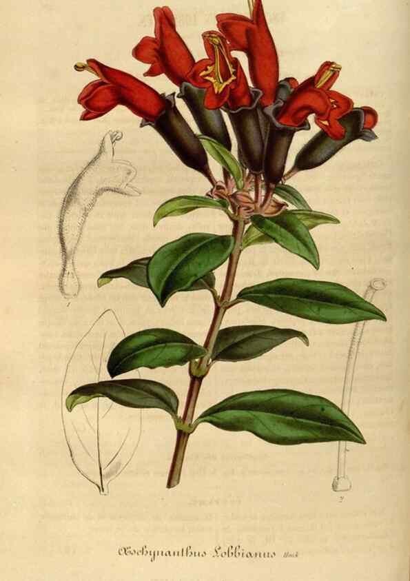 Reproducción/Reproduction 49492338886: Flore des serres et des jardins de l'Europe. A Gand :chez Louis van Houtte, eÌditeur,1845-1880.. 