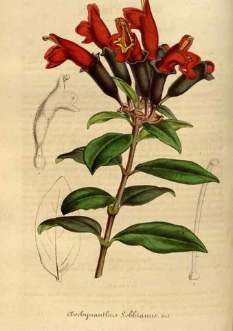 Reproducción/Reproduction 49492338886: Flore des serres et des jardins de l'Europe. A Gand :chez Louis van Houtte, eÌditeur,1845-1880.. 