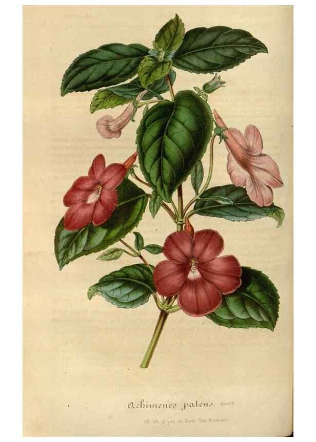 Reproducción/Reproduction 49492338526: Flore des serres et des jardins de l'Europe. A Gand :chez Louis van Houtte, eÌditeur,1845-1880.. 