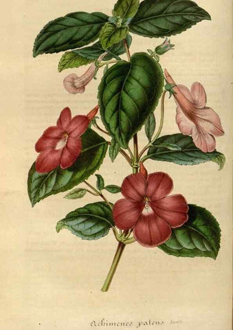 Reproducción/Reproduction 49492338526: Flore des serres et des jardins de l'Europe. A Gand :chez Louis van Houtte, eÌditeur,1845-1880.. 