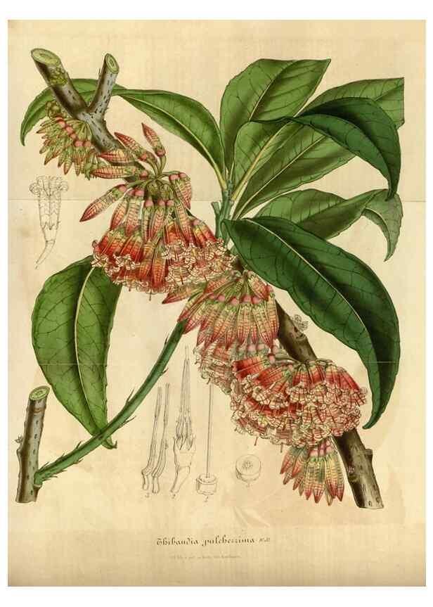 Reproducción/Reproduction 49492338221: Flore des serres et des jardins de l'Europe. A Gand :chez Louis van Houtte, eÌditeur,1845-1880.. 