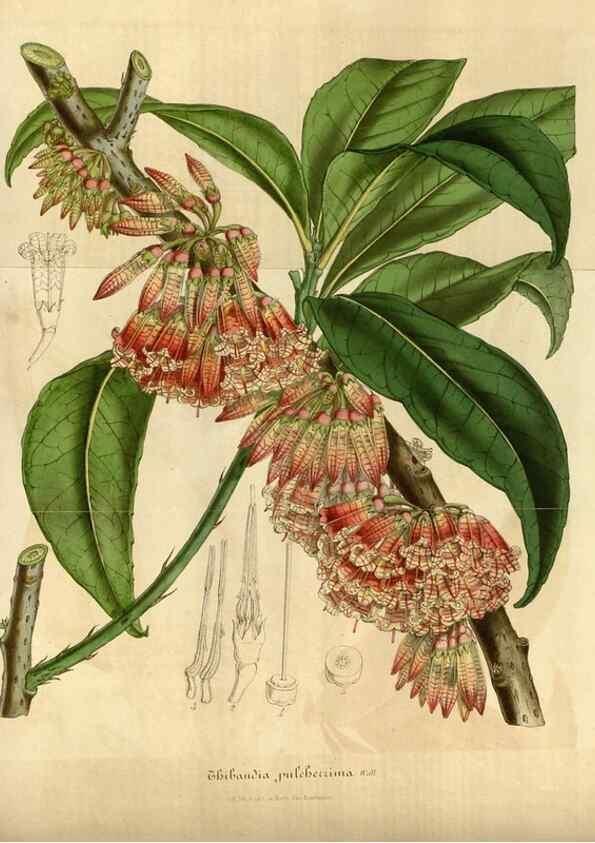Reproducción/Reproduction 49492338221: Flore des serres et des jardins de l'Europe. A Gand :chez Louis van Houtte, eÌditeur,1845-1880.. 