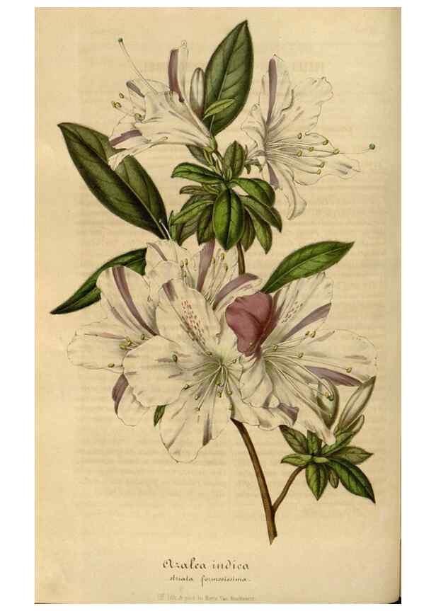 Reproducción/Reproduction 49491836058: Flore des serres et des jardins de l'Europe. A Gand :chez Louis van Houtte, eÌditeur,1845-1880.. 