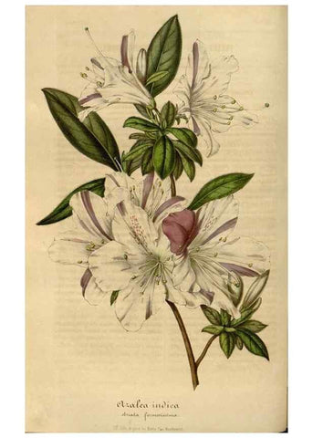 Reproducción/Reproduction 49491836058: Flore des serres et des jardins de l'Europe. A Gand :chez Louis van Houtte, eÌditeur,1845-1880.. 