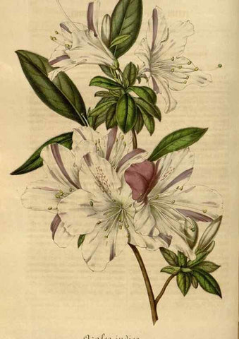 Reproducción/Reproduction 49491836058: Flore des serres et des jardins de l'Europe. A Gand :chez Louis van Houtte, eÌditeur,1845-1880.. 