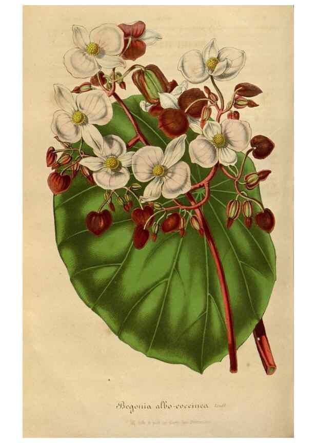 Reproducción/Reproduction 49492542017: Flore des serres et des jardins de l'Europe. A Gand :chez Louis van Houtte, eÌditeur,1845-1880.. 