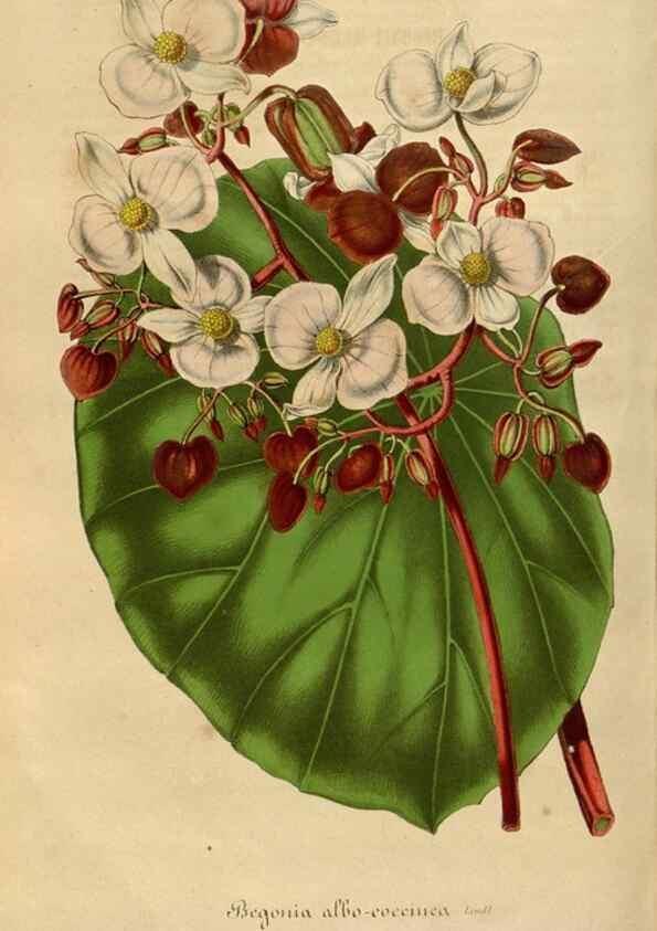 Reproducción/Reproduction 49492542017: Flore des serres et des jardins de l'Europe. A Gand :chez Louis van Houtte, eÌditeur,1845-1880.. 