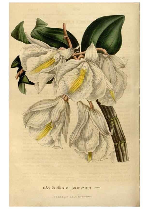 Reproducción/Reproduction 49492542267: Flore des serres et des jardins de l'Europe. A Gand :chez Louis van Houtte, eÌditeur,1845-1880.. 