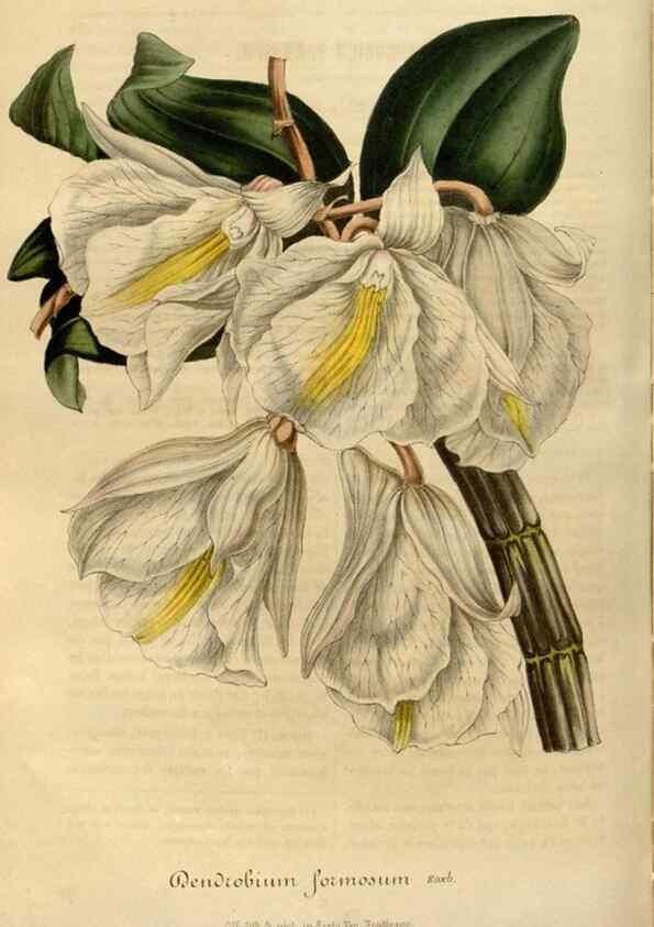 Reproducción/Reproduction 49492542267: Flore des serres et des jardins de l'Europe. A Gand :chez Louis van Houtte, eÌditeur,1845-1880.. 